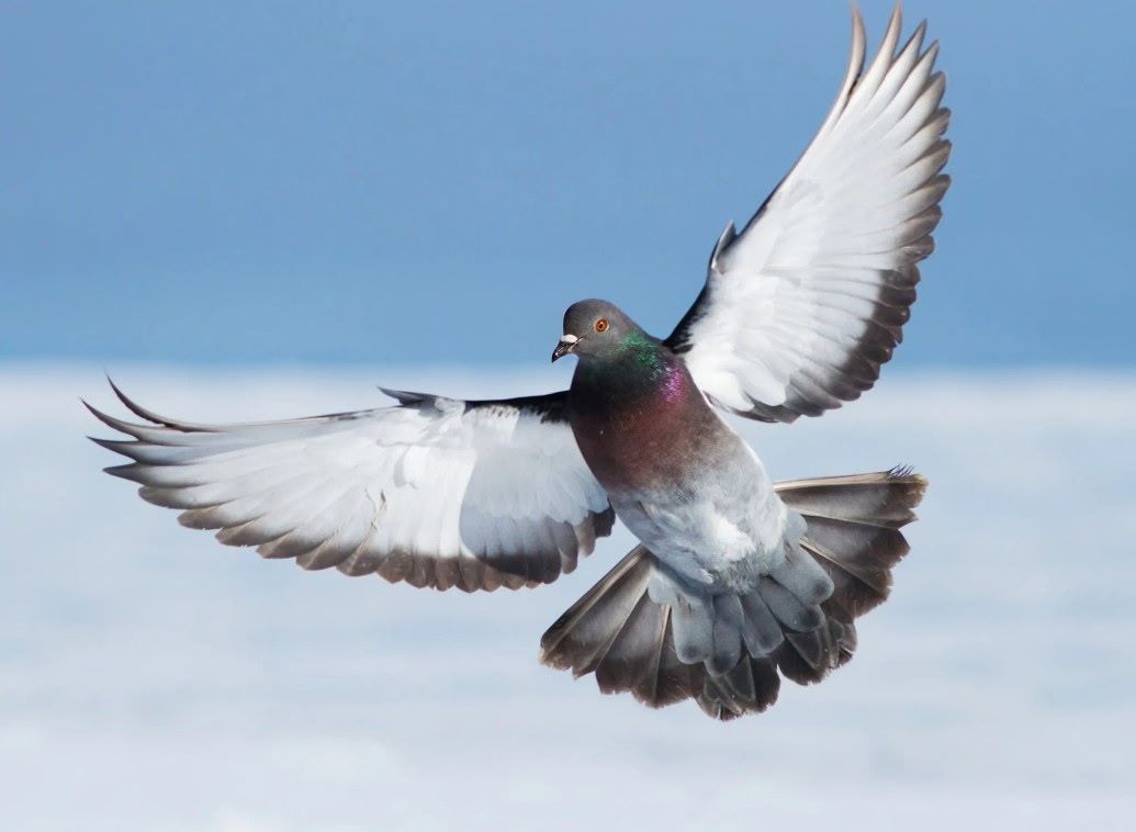 Pigeons Homers and Rollers