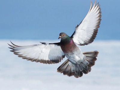 Pigeons Homers and Rollers