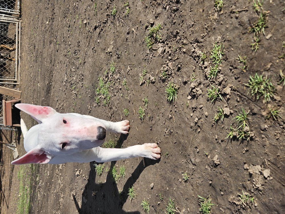 Bull Terrier Puppies