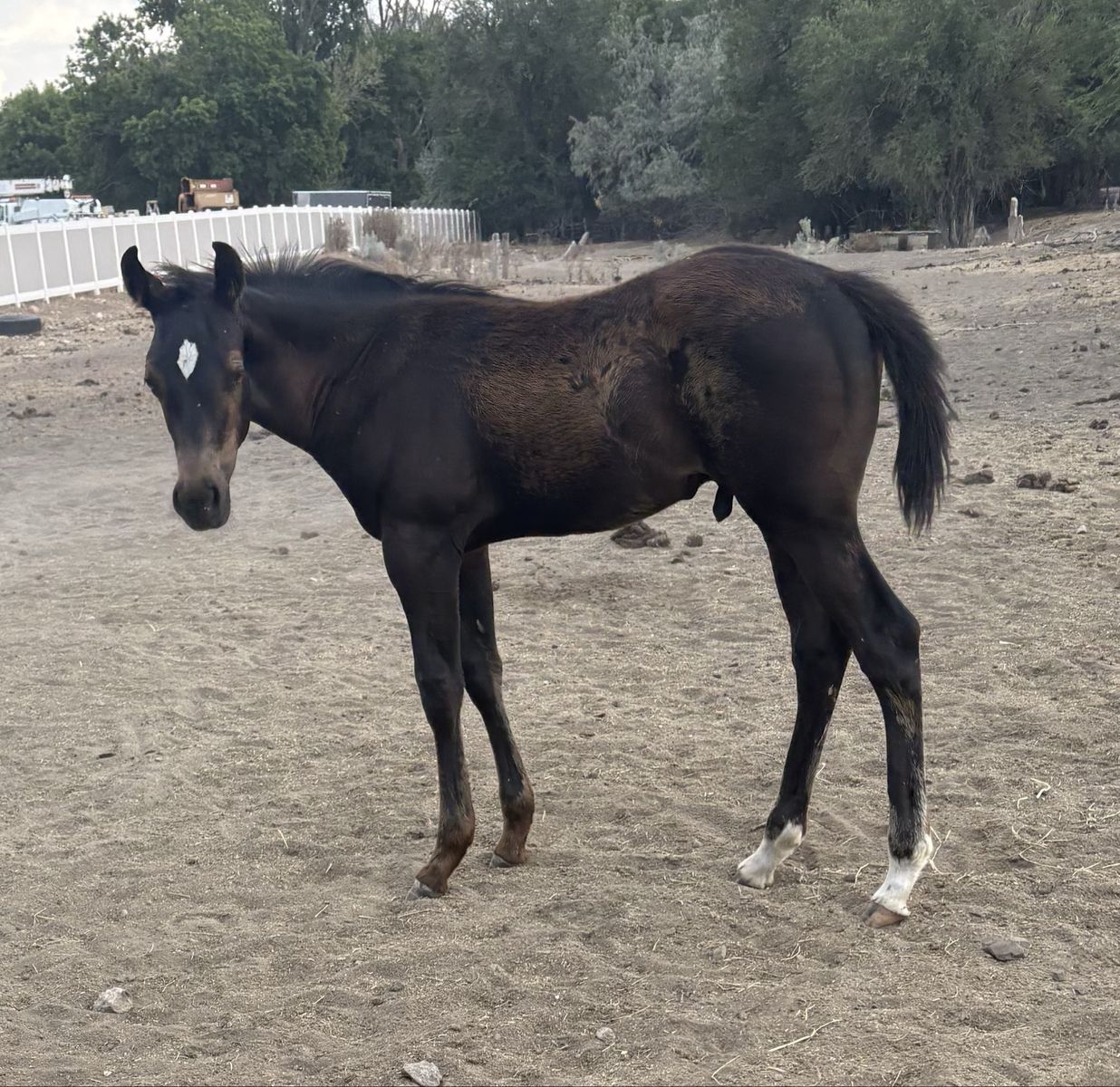 2026 JLos Ivory Stud Colt