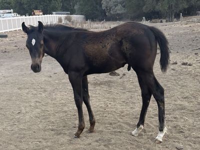 2026 JLos Ivory Stud Colt