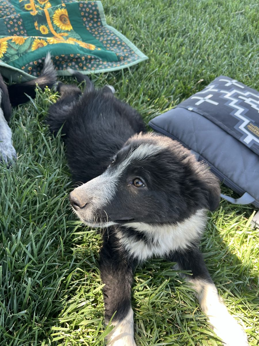 Border Collie/Blue Heeler/Aussie Mix Puppy - Seeking Loving Home