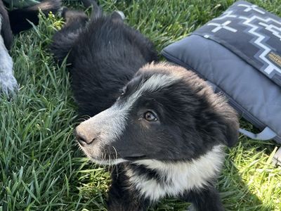 Border Collie/Blue Heeler/Aussie Mix Puppy - Seeking Loving Home