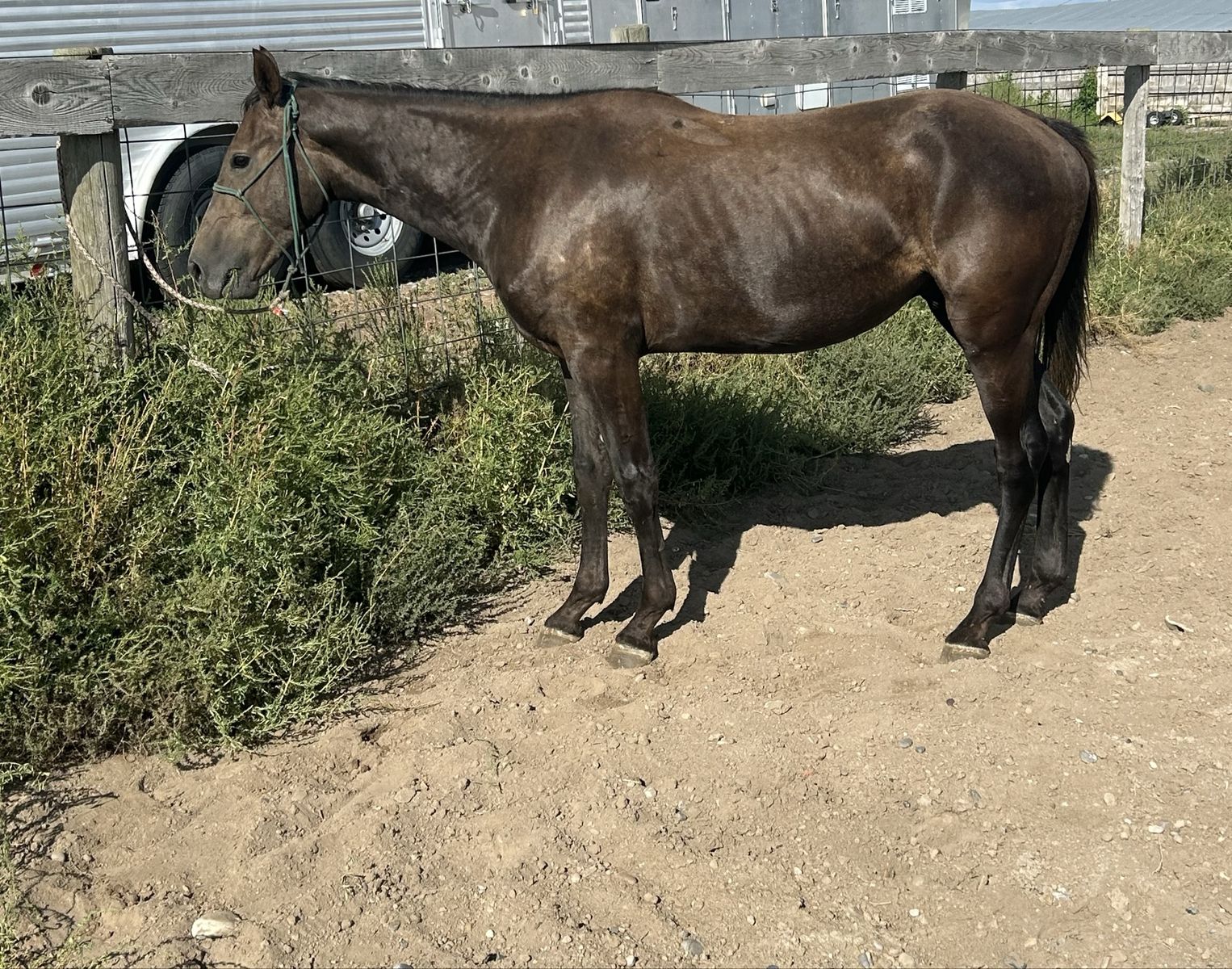 Gentle 2 year old