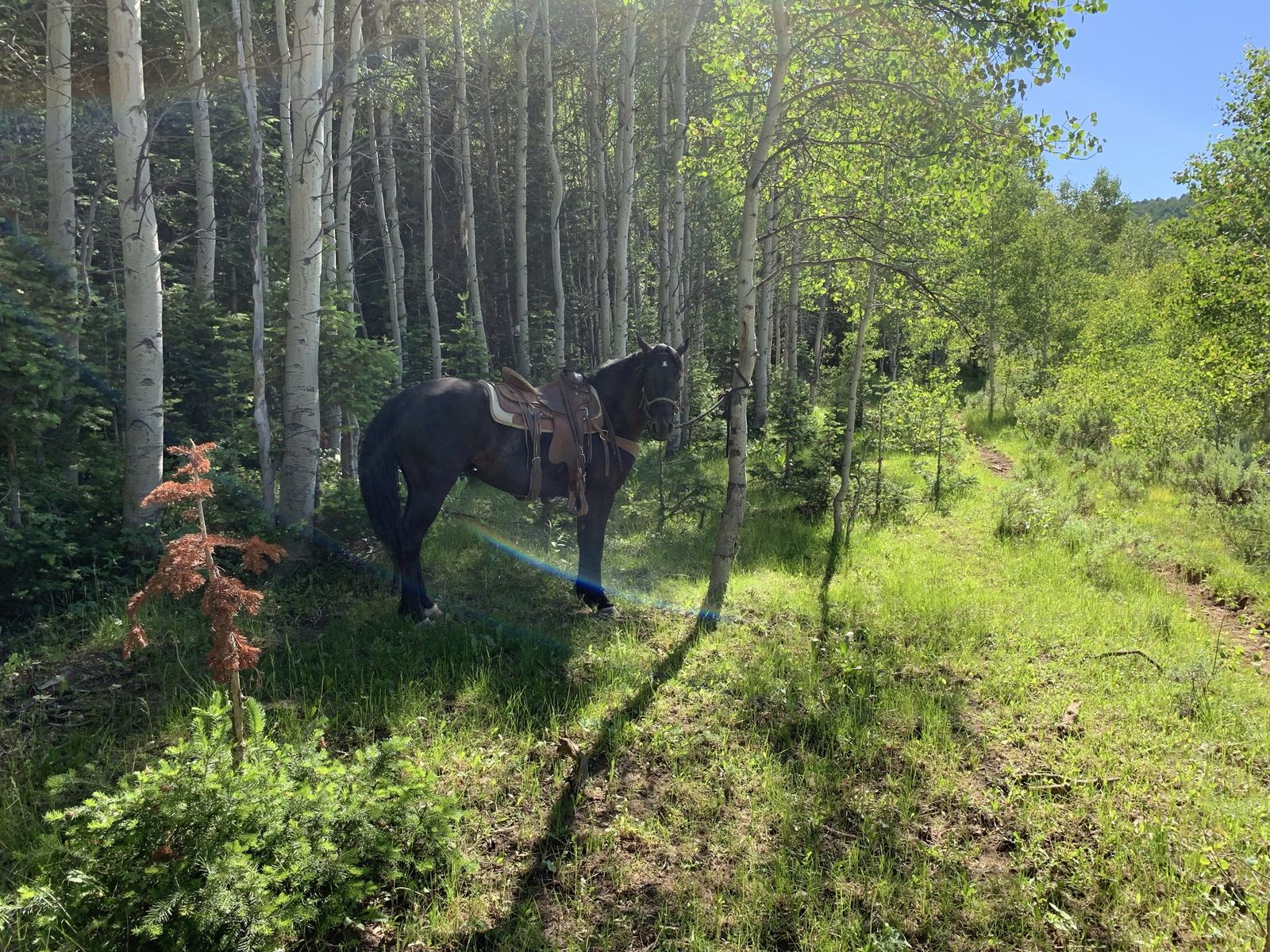 Quarter draft gelding