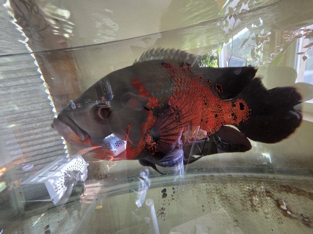 Free fish