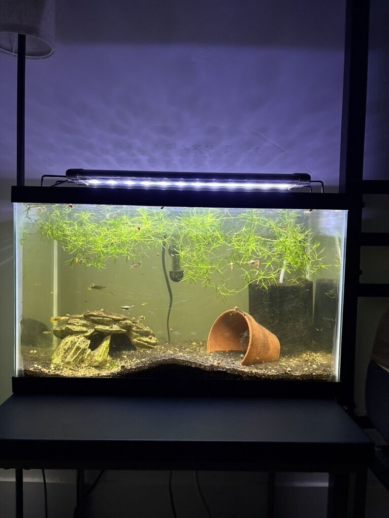 Full Aquarium Set With Live Guppy Fish
