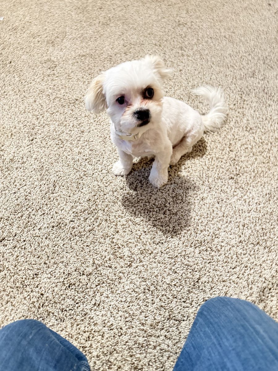 Cute companion 5 month old puppy