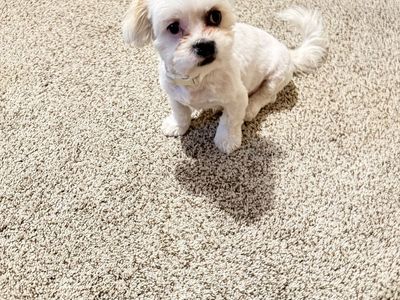 Cute companion 5 month old puppy