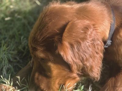 Prepaid akc irish setter puppies