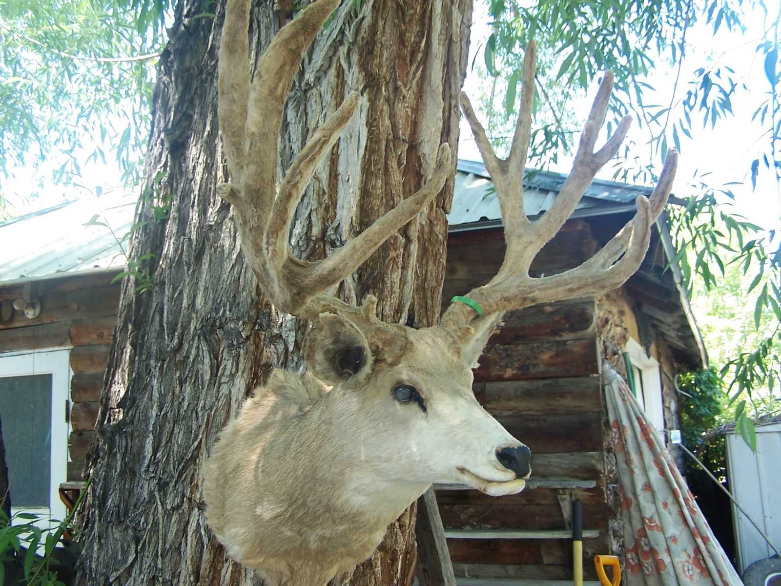 227 BOONE AND CROCKETT MULEDEER