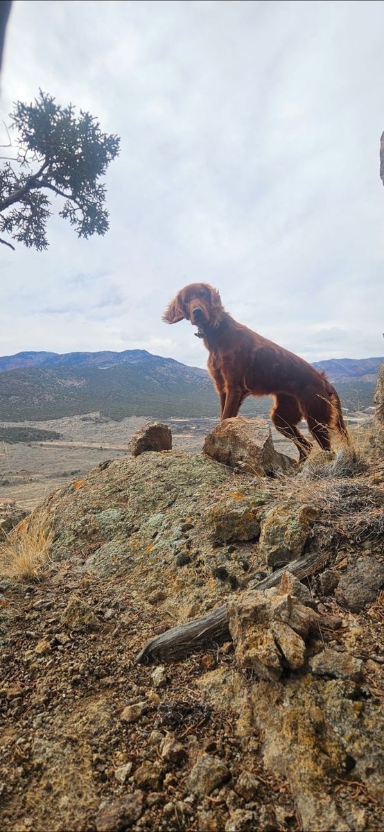 Irish Setter