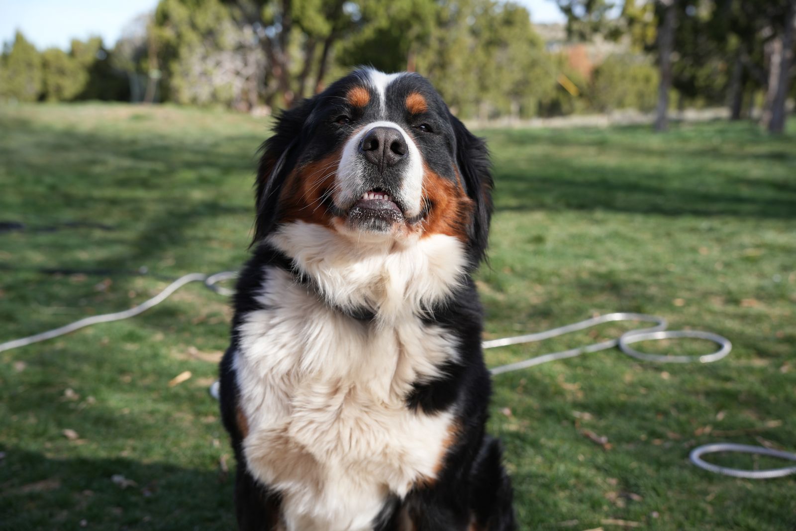 Full AKC 1.5 Year Old Bernese Mountain Dog