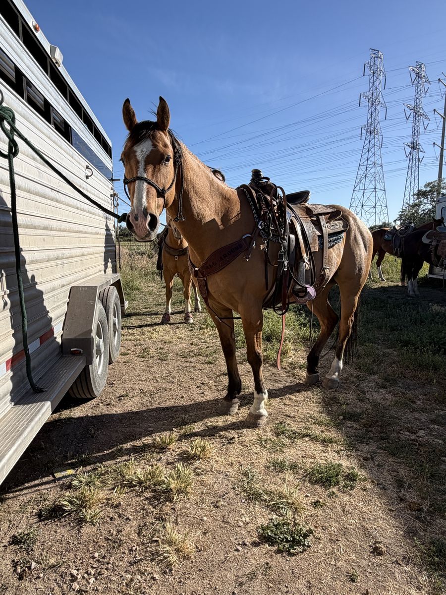 10 year old grade ranch gelding