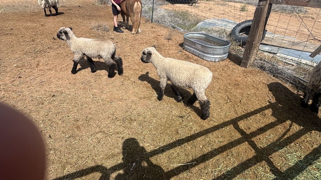 Show lambs