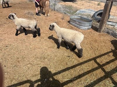 Show lambs