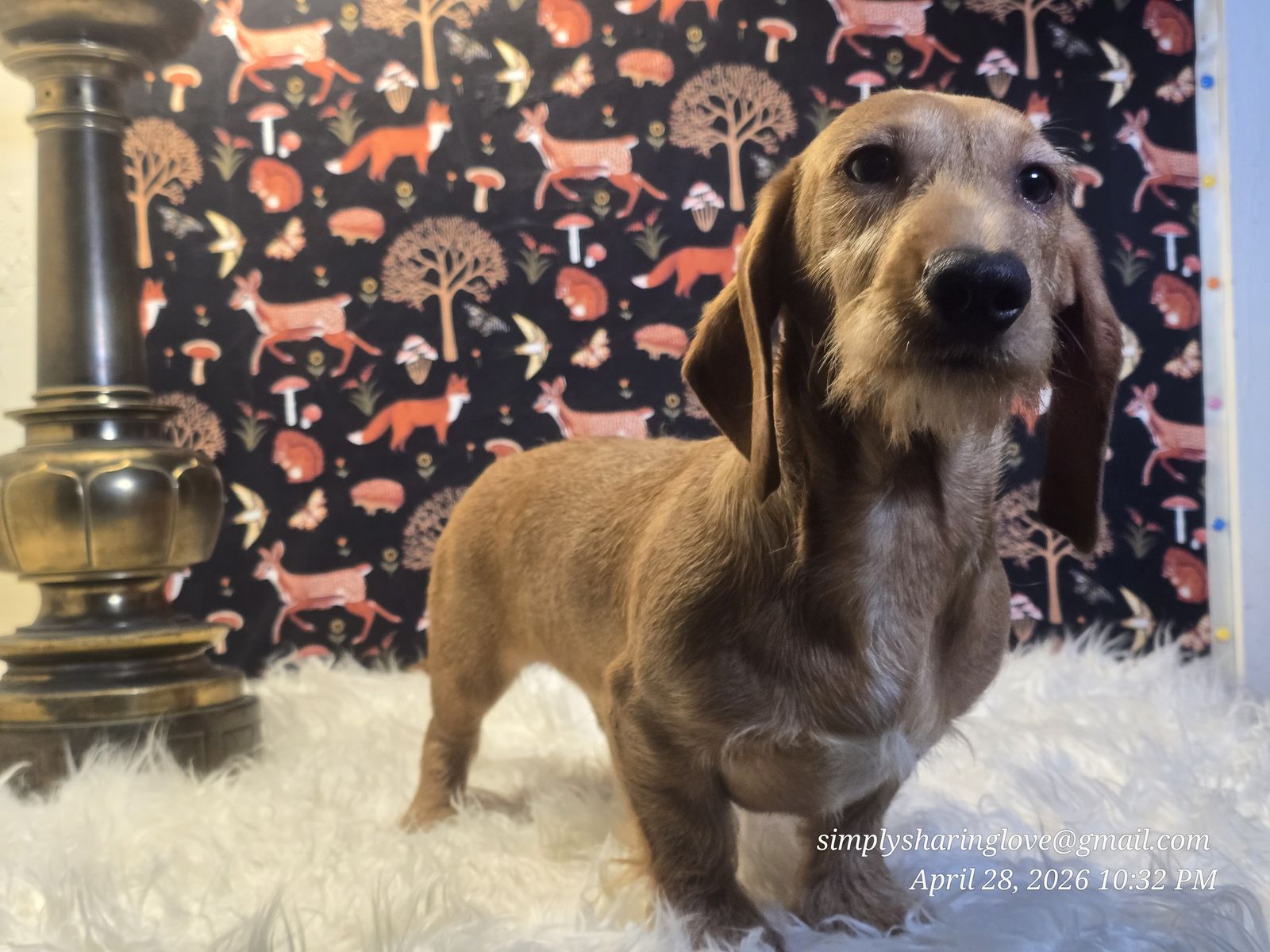 Dachshund