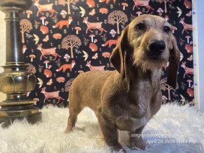 Dachshund
