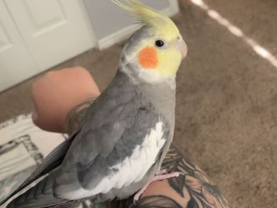 Hand raised pied cockatiel