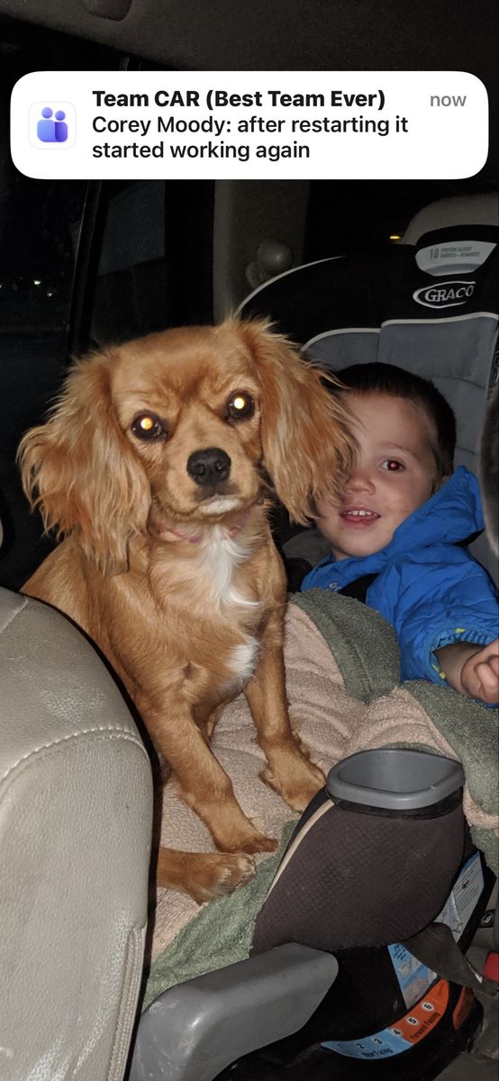 akc female cavalier