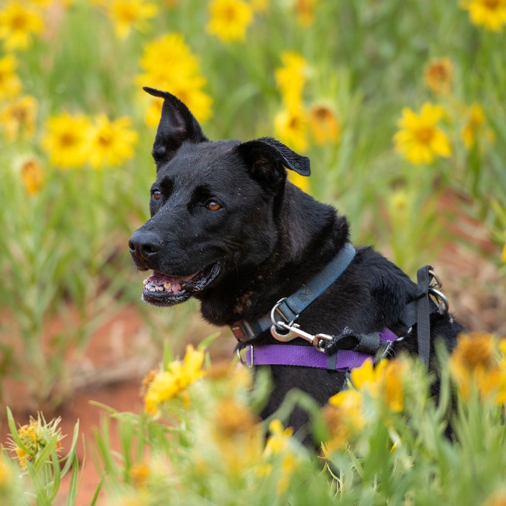 Hello my name is Cedar