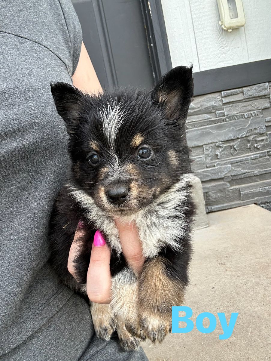 Cowboy Corgi Puppies - Male and Female Available