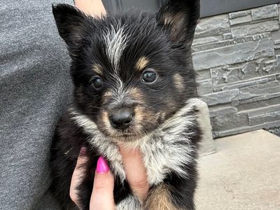 Cowboy Corgi Puppies - Male and Female Available