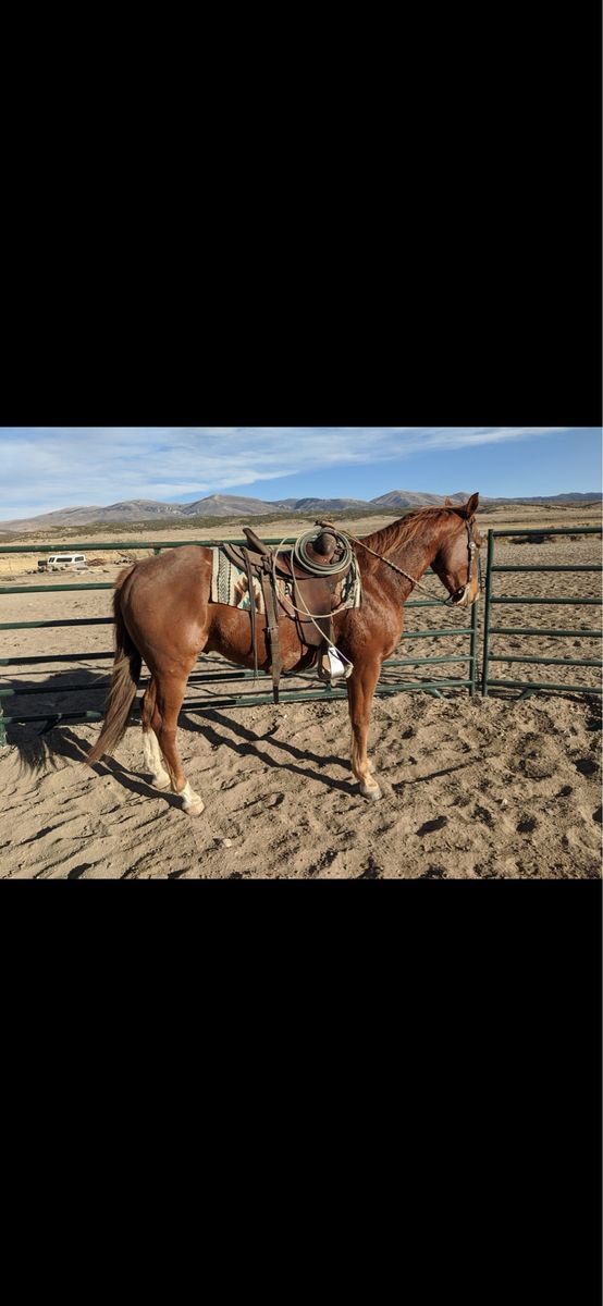 Head and ranch gelding