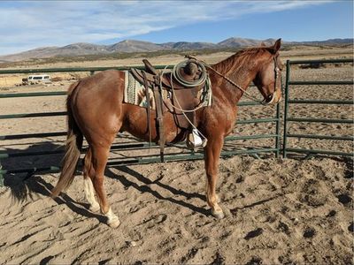 Head and ranch gelding