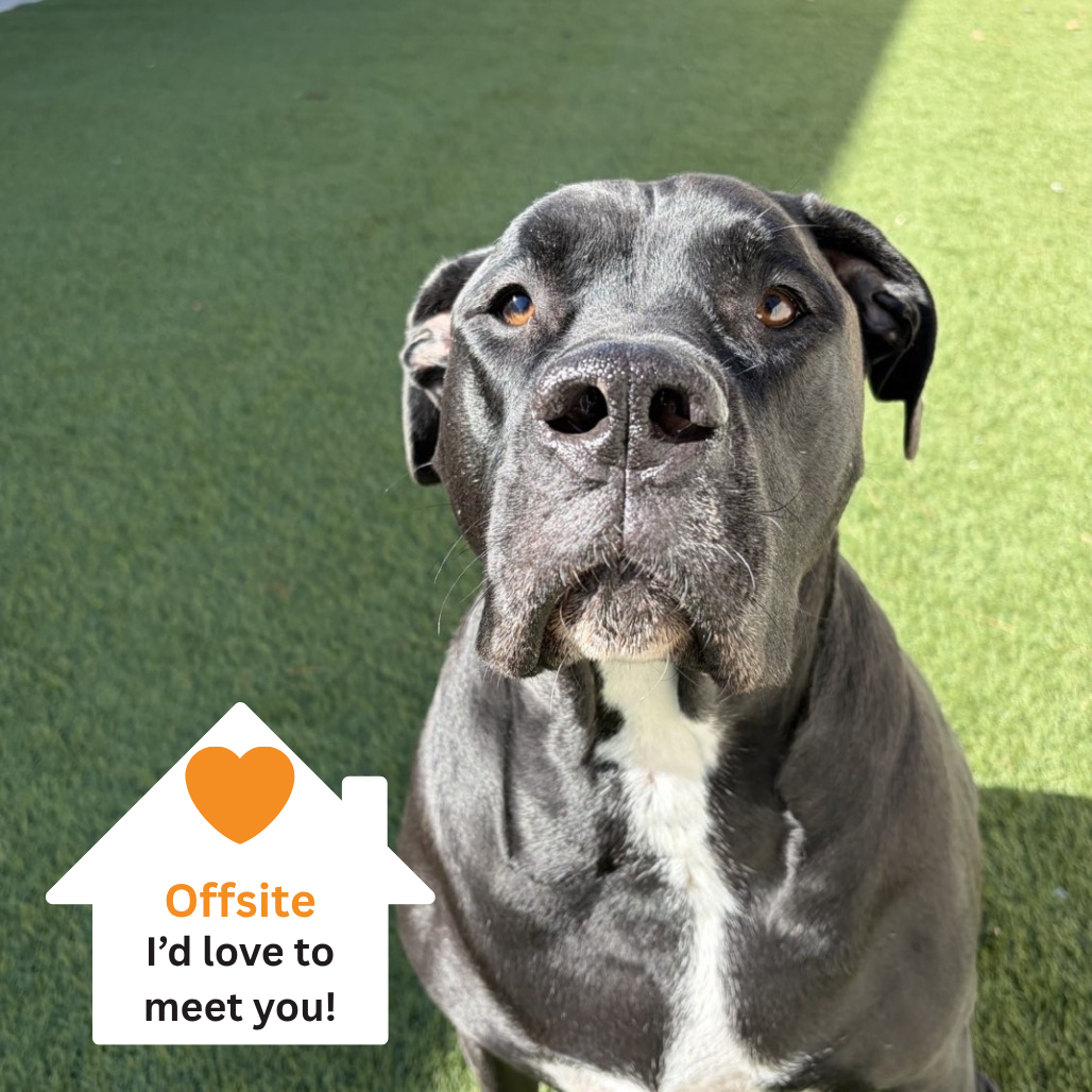 Hello my name is Duchess