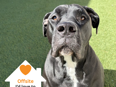 Hello my name is Duchess