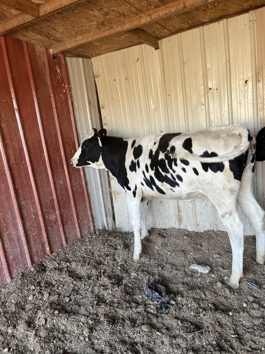 Heifer Holstein