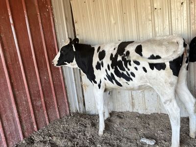 Heifer Holstein
