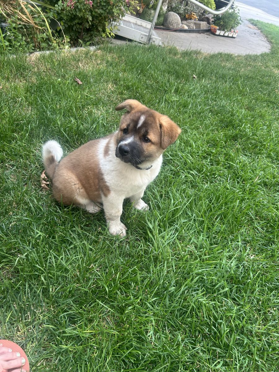 Akita Puppies for Sale - Playful and Adorable