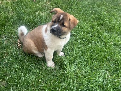 Akita Puppies for Sale - Playful and Adorable