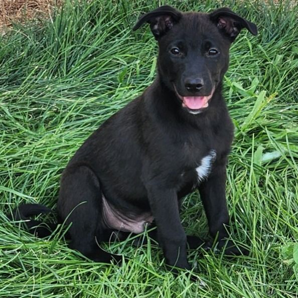 German Shepherd mix puppy available for adoption!