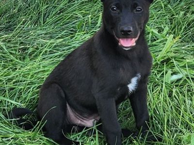 German Shepherd mix puppy available for adoption!