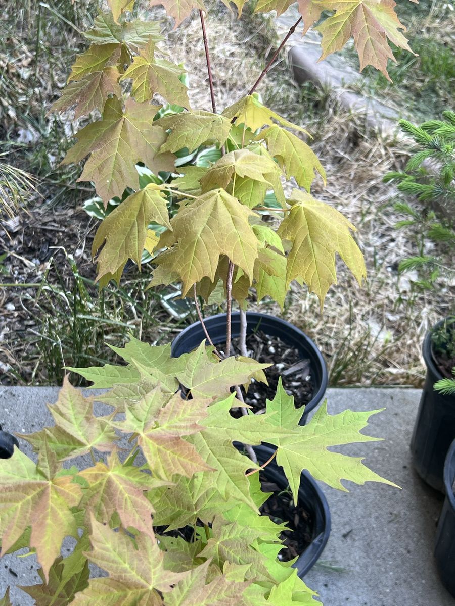 Sugar maple trees in 1 gal pots