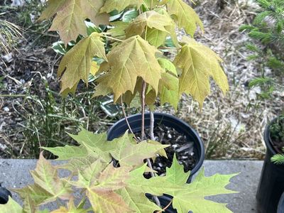 Sugar maple trees in 1 gal pots