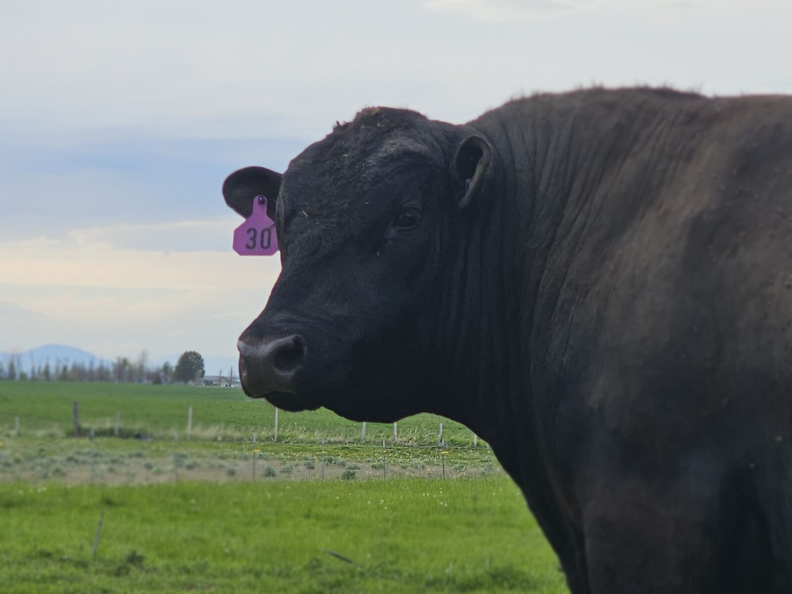 Looking for bred cattle