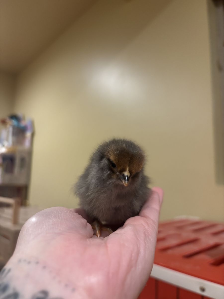 Back crossed Olive egger chicks