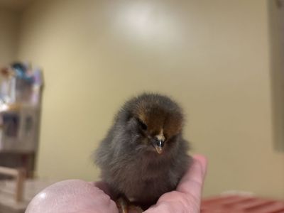 Back crossed Olive egger chicks