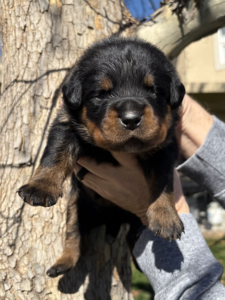 World Class Quality AKC German Rottweiler Puppies