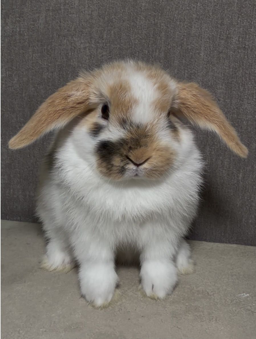Holland Lop Doe - Pedigreed