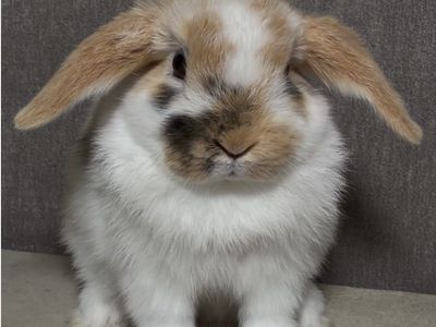 Holland Lop Doe - Pedigreed