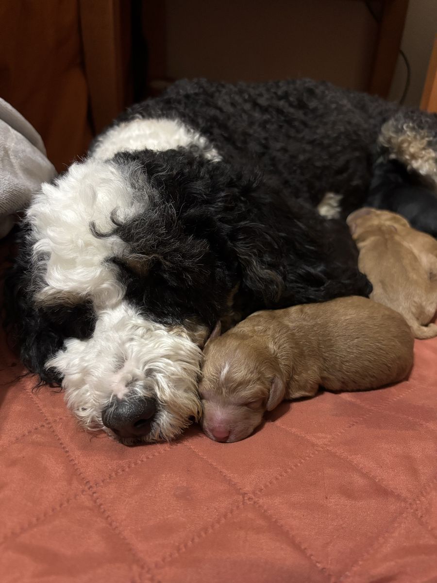 Mini Bernedoodle Puppies