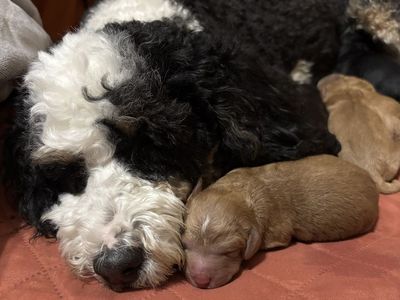 Mini Bernedoodle Puppies