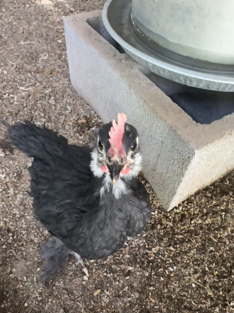 Free BCM Cockerel