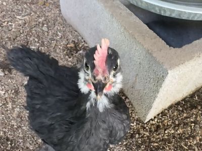 Free BCM Cockerel