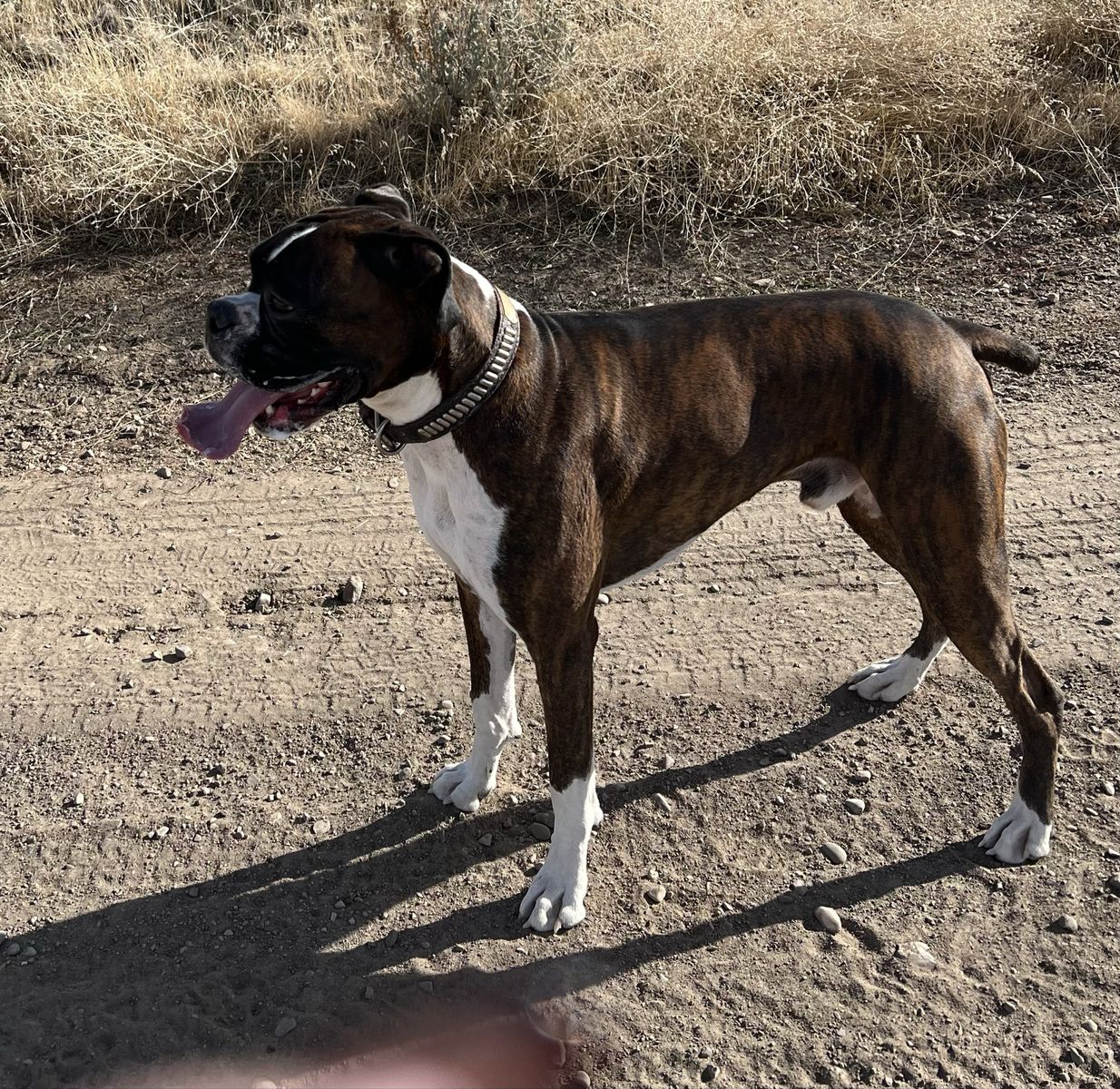 I Have A Beautiful Male Boxer 2 1/2 Years OLd